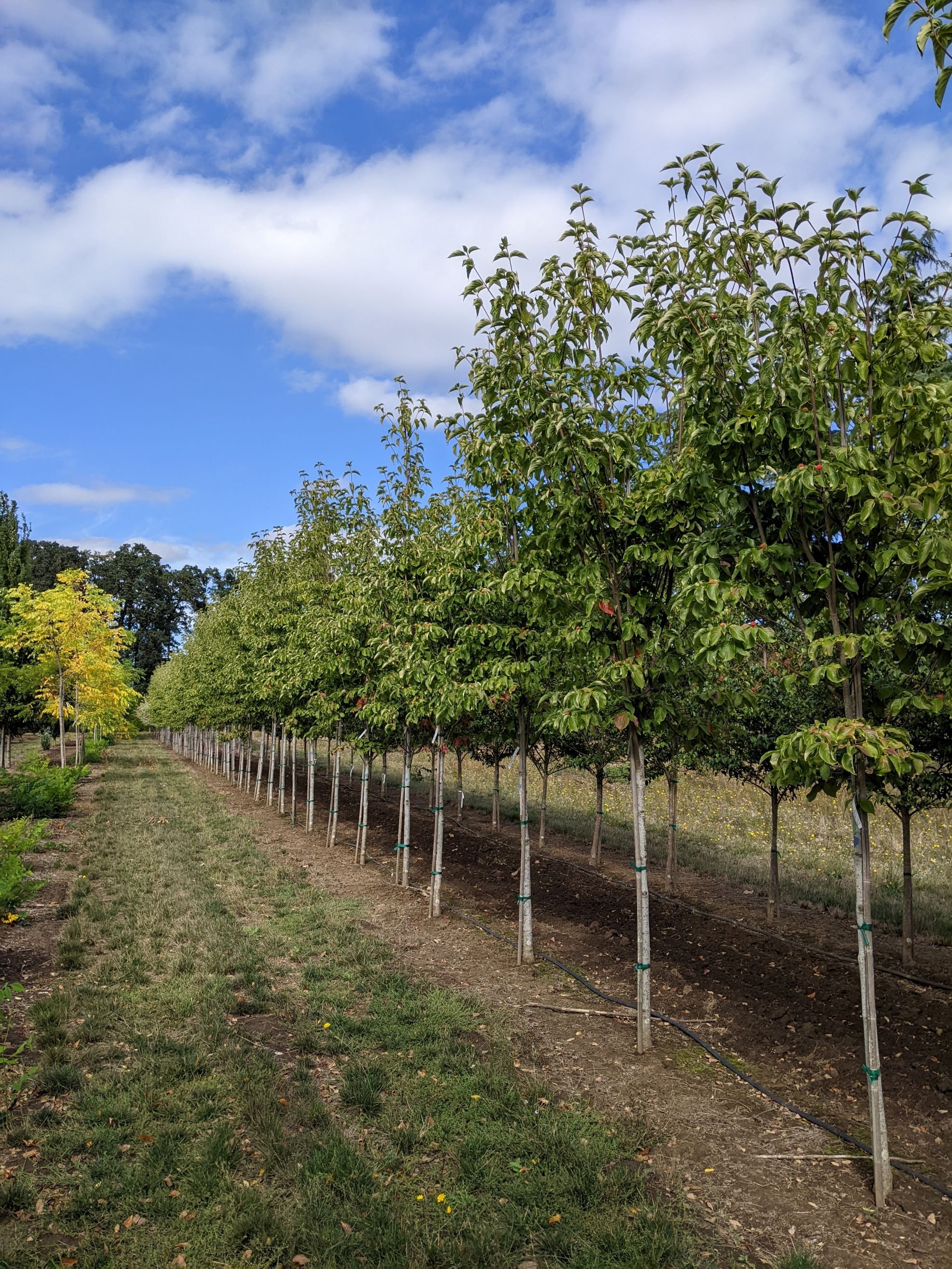 Starlight® Dogwood | Cornus kousa x nuttallii 'KN4-43